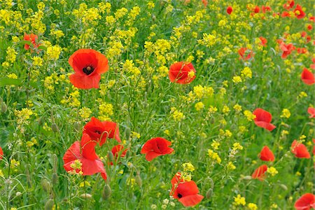 flower field nobody - Red poppy (Papaver Rhoeas) in meadow. Bavaria, Germany. Stock Photo - Premium Royalty-Free, Code: 600-06732613