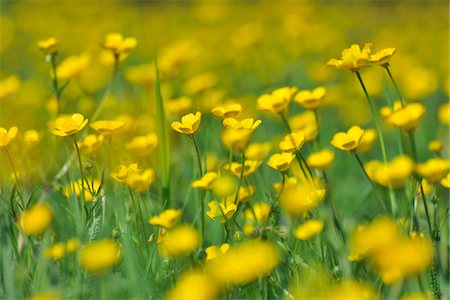 flower field - Close-up of Buttercups in Meadow in Spring, Aschaffenburg, Bavaria, Germany Stock Photo - Premium Royalty-Free, Code: 600-06758230