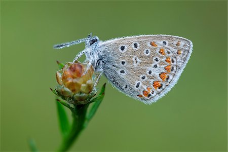 Common Blue Butterfly (Polyommatus icarus), Bavaria, Germany Foto de stock - Sin royalties Premium, Código: 600-06758336