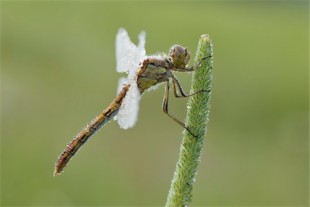 dragonfly - Close-up of Vagrant Darter (Sympetrum vulgatum) Dragonfly, Bavaria, Germany Stock Photo - Premium Royalty-Free, Code: 600-06758337