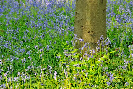 Beech Tree Trunk with Bluebells in Spring, Hallerbos, Halle, Flemish Brabant, Vlaams Gewest, Belgium Stock Photo - Premium Royalty-Free, Code: 600-06752575