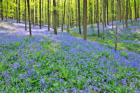spring - Beech Forest with Bluebells in Spring, Hallerbos, Halle, Flemish Brabant, Vlaams Gewest, Belgium Foto de stock - Sin royalties Premium, Código: 600-06752595