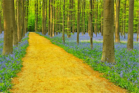 Path through Beech Forest with Bluebells in Spring, Hallerbos, Halle, Flemish Brabant, Vlaams Gewest, Belgium Photographie de stock - Premium Libres de Droits, Code: 600-06752599