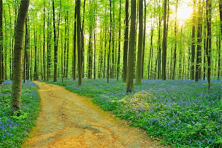 Path through Beech Forest with Bluebells in Spring, Hallerbos, Halle, Flemish Brabant, Vlaams Gewest, Belgium Foto de stock - Sin royalties Premium, Código: 600-06752603