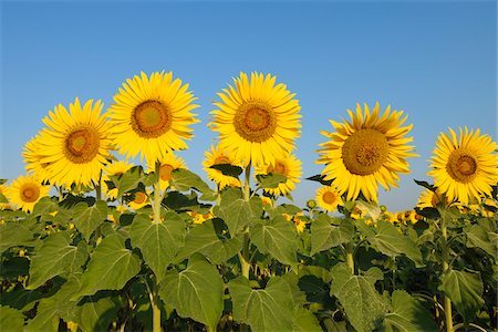 simsearch:600-06773257,k - Common Sunflowers (Helianthus annuus) against Clear Blue Sky, Tuscany, Italy Stock Photo - Premium Royalty-Free, Code: 600-06773244