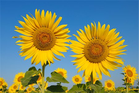 simsearch:600-06773257,k - Common Sunflowers (Helianthus annuus) against Clear Blue Sky, Tuscany, Italy Stock Photo - Premium Royalty-Free, Code: 600-06773246