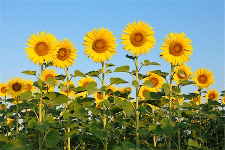 simsearch:600-06773257,k - Common Sunflowers (Helianthus annuus) against Clear Blue Sky, Tuscany, Italy Stock Photo - Premium Royalty-Free, Code: 600-06773240