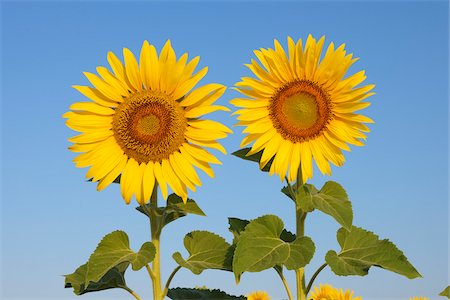 simsearch:600-06773257,k - Common Sunflowers (Helianthus annuus) against Clear Blue Sky, Tuscany, Italy Stock Photo - Premium Royalty-Free, Code: 600-06773241