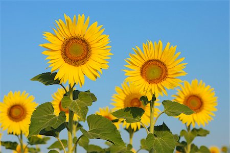 simsearch:600-06773257,k - Common Sunflowers (Helianthus annuus) against Clear Blue Sky, Tuscany, Italy Stock Photo - Premium Royalty-Free, Code: 600-06773242