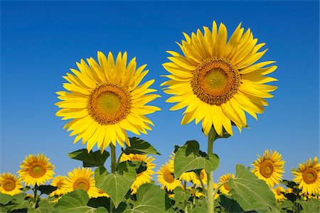 simsearch:600-06773257,k - Common Sunflowers (Helianthus annuus) against Clear Blue Sky, Tuscany, Italy Stock Photo - Premium Royalty-Free, Code: 600-06773254