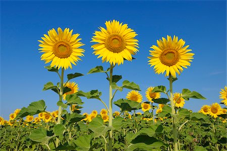 simsearch:600-06773257,k - Common Sunflowers (Helianthus annuus) against Clear Blue Sky, Tuscany, Italy Stock Photo - Premium Royalty-Free, Code: 600-06773255