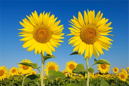 simsearch:600-06773257,k - Common Sunflowers (Helianthus annuus) against Clear Blue Sky, Tuscany, Italy Stock Photo - Premium Royalty-Free, Code: 600-06773258
