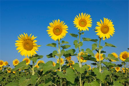 simsearch:600-06773257,k - Common Sunflowers (Helianthus annuus) against Clear Blue Sky, Tuscany, Italy Stock Photo - Premium Royalty-Free, Code: 600-06773250