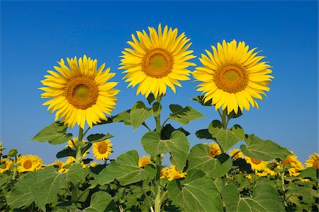 simsearch:600-06773257,k - Common Sunflowers (Helianthus annuus) against Clear Blue Sky, Tuscany, Italy Stock Photo - Premium Royalty-Free, Code: 600-06773251