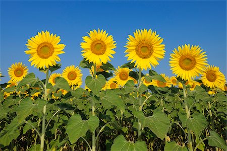 simsearch:600-06773257,k - Common Sunflowers (Helianthus annuus) against Clear Blue Sky, Tuscany, Italy Stock Photo - Premium Royalty-Free, Code: 600-06773252