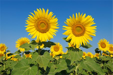 simsearch:600-06773257,k - Common Sunflowers (Helianthus annuus) against Clear Blue Sky, Tuscany, Italy Stock Photo - Premium Royalty-Free, Code: 600-06773253