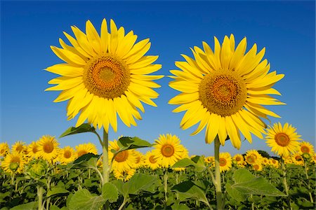 flower agriculture image - Common Sunflowers (Helianthus annuus) against clear blue sky. Tuscany, Italy. Photographie de stock - Premium Libres de Droits, Code: 600-06773260