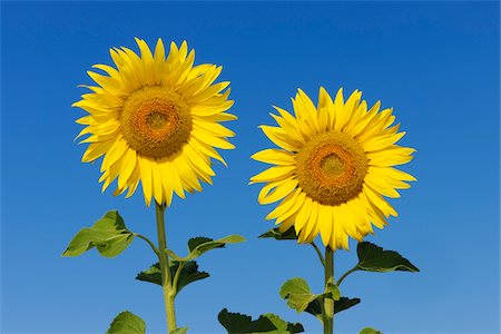 simsearch:600-06773257,k - Common Sunflowers (Helianthus annuus) against Clear Blue Sky, Tuscany, Italy Stock Photo - Premium Royalty-Free, Code: 600-06773263