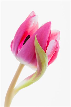 stem (botanical) - Close-up of Pink Tulip on White Background, Studio Shot Stock Photo - Premium Royalty-Free, Code: 600-06773390