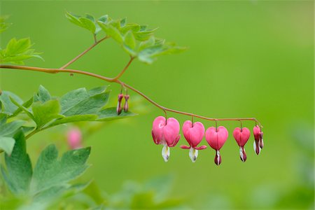 private garden - Close-up of Old-fashioned Bleeding-heart (Lamprocapnos spectabilis) Blossoms in Garden in Spring, Upper Palatinate, Bavaria, Germany Stock Photo - Premium Royalty-Free, Code: 600-06773535