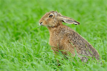 simsearch:600-08210007,k - European Brown Hare (Lepus europaeus) in Grain Field in Springtime, Hesse, Germany Stock Photo - Premium Royalty-Free, Code: 600-06786958