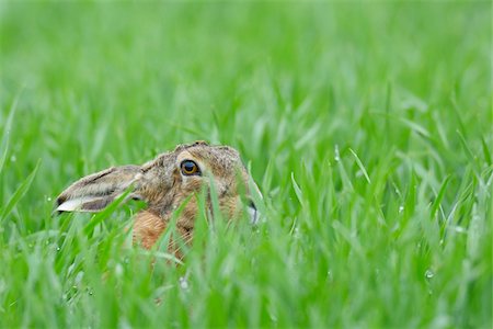 simsearch:600-08210007,k - European Brown Hare (Lepus europaeus) in Grain Field in Springtime, Hesse, Germany Stock Photo - Premium Royalty-Free, Code: 600-06786959