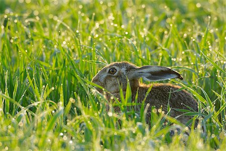 simsearch:600-06899747,k - European Brown Hare (Lepus europaeus) in Grain Field in Springtime, Hesse, Germany Stock Photo - Premium Royalty-Free, Code: 600-06786965