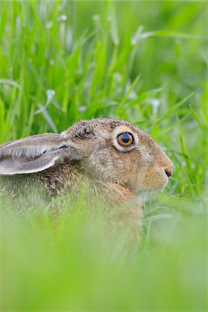 simsearch:600-06899747,k - European Brown Hare (Lepus europaeus) in Grain Field in Springtime, Hesse, Germany Stock Photo - Premium Royalty-Free, Code: 600-06786960