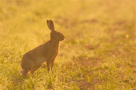 simsearch:600-08210007,k - European Brown Hare (Lepus europaeus) in Early Morning Sunlight, Hesse, Germany Stock Photo - Premium Royalty-Free, Code: 600-06786963