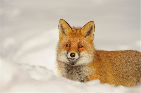 Portrait of Red fox (Vulpes vulpes) in Winter, Gran Paradiso National Park, Graian Alps, Italy Stock Photo - Premium Royalty-Free, Code: 600-06782027