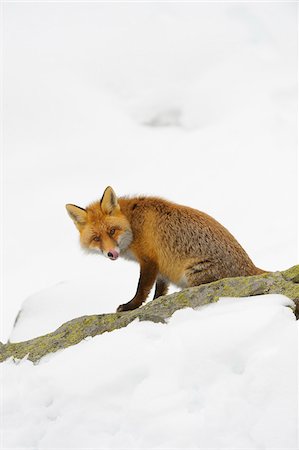 Portrait of Red Fox (Vulpes vulpes) in Winter, Gran Paradiso National Park, Graian Alps, Italy Foto de stock - Sin royalties Premium, Código: 600-06782034