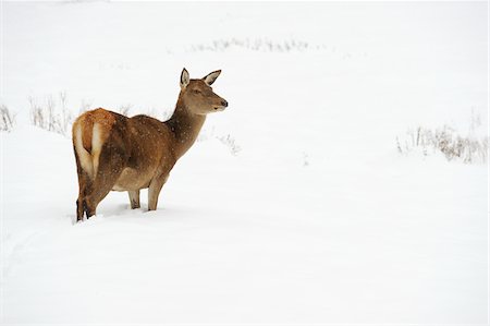 deer snow - Female Red Deer (Cervus elaphus) in Winter, Bavaria, Germany Stock Photo - Premium Royalty-Free, Code: 600-06782035