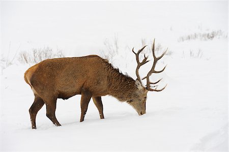 deer snow - Male Red Deer (Cervus elaphus) Foraging in Winter, Bavaria, Germany Stock Photo - Premium Royalty-Free, Code: 600-06782037