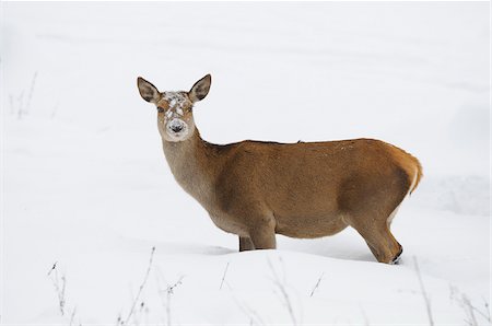deer snow - Female Red Deer (Cervus elaphus) in Winter, Bavaria, Germany Stock Photo - Premium Royalty-Free, Code: 600-06782045