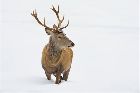 red deer (animal) - Male Red Deer (Cervus elaphus) in Winter, Bavaria, Germany Stock Photo - Premium Royalty-Free, Code: 600-06782048