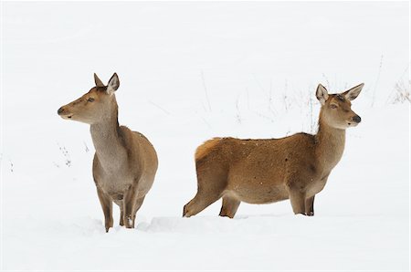 deer snow - Female Red Deer (Cervus elaphus) in Winter, Bavaria, Germany Stock Photo - Premium Royalty-Free, Code: 600-06782042
