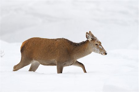 deer snow - Female Red Deer (Cervus elaphus) in Winter, Bavaria, Germany Stock Photo - Premium Royalty-Free, Code: 600-06782050