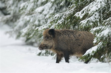 swine - Wild Boar (Sus scrofa) Emerging from Forest in Winter, Bavaria, Germany Stock Photo - Premium Royalty-Free, Code: 600-06782060