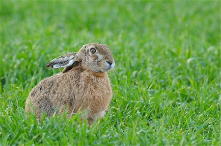 simsearch:600-06899747,k - European Brown Hare (Lepus europaeus) in Grain Field in Springtime, Hesse, Germany Stock Photo - Premium Royalty-Free, Code: 600-06782078