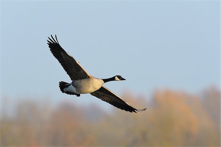 Canada Goose (Branta canadensis) in Flight, Kuhkopf-Knoblochsaue Nature Reserve, Hesse, Germany Stock Photo - Premium Royalty-Free, Code: 600-06782105