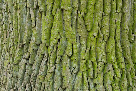 Close-Up of Moss Covered Oak Tree Bark (Quercus robur), Hesse, Germany, Europe Photographie de stock - Premium Libres de Droits, Code: 600-06782107