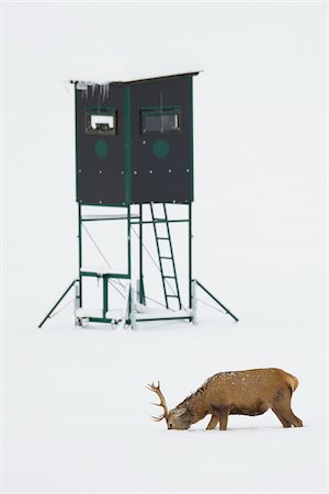 deer snow - Red Deer (Cervus elaphus) Foraging in Snow in Winter, Hunting Blind in Background, Bavaria, Germany Stock Photo - Premium Royalty-Free, Code: 600-06782103
