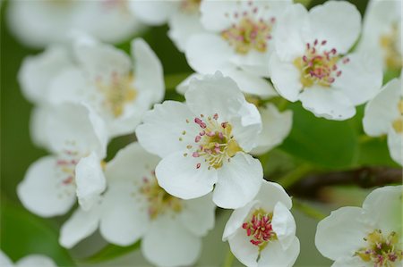 Close-up of Pear Blossoms in Spring, Upper Palatinate, Bavaria, Germany Stock Photo - Premium Royalty-Free, Code: 600-06808761