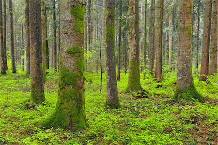 Coniferous Forest after Rain in Spring, Oberreute, Allgau, Bavaria, Germany Stock Photo - Premium Royalty-Free, Code: 600-06803850