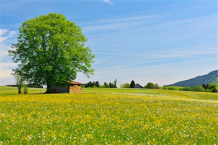 scenic and spring season - Flowers in Meadow with Beech Tree in Spring, Halblech, Swabia, Bavaria, Germany Stock Photo - Premium Royalty-Free, Code: 600-06803895