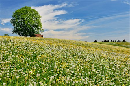 spring field - Flowers in Meadow with Beech Tree in Spring, Halblech, Swabia, Bavaria, Germany Stock Photo - Premium Royalty-Free, Code: 600-06803893