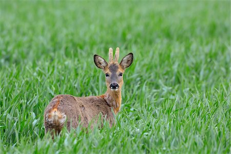 simsearch:600-06899747,k - Male European Roe Deer (Capreolus capreolus) in Grain Field in Springtime, Hesse, Germany Stock Photo - Premium Royalty-Free, Code: 600-06803917