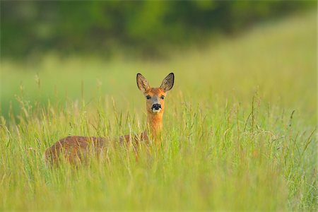 Female European Roe Deer (Capreolus capreolus) in Meadow in Springtime, Hesse, Germany Photographie de stock - Premium Libres de Droits, Code: 600-06803924