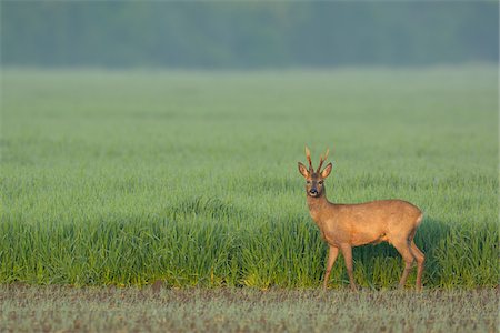 simsearch:600-06899747,k - Male European Roe Deer (Capreolus capreolus) in Field in Springtime, Hesse, Germany Stock Photo - Premium Royalty-Free, Code: 600-06803920