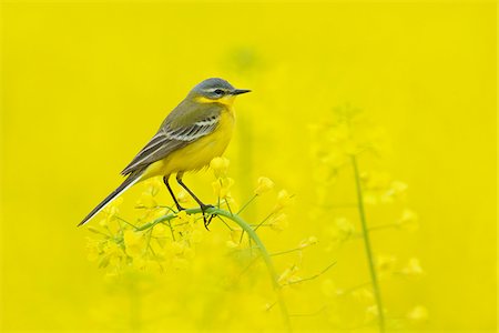 perched - Yellow wagtail (Motacilla flava) in canola field, Male, Hesse, Germany, Europe Stock Photo - Premium Royalty-Free, Code: 600-06803933